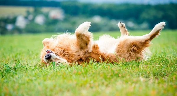 Golden Retriever — Stockfoto