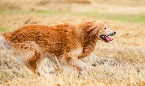 Futás golden retriever kutya — Stock Fotó