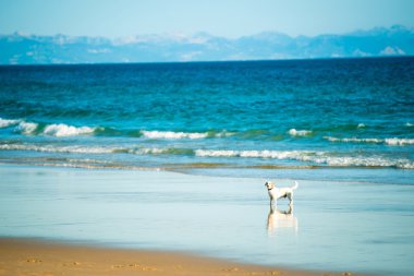 Dog runs on the seashore clipart
