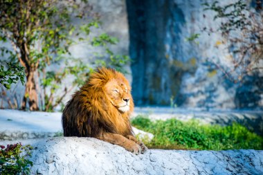 Aslan bir taş üzerinde