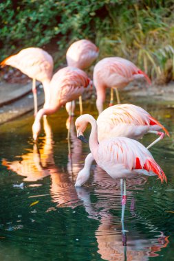 pembe flamingolar sürü