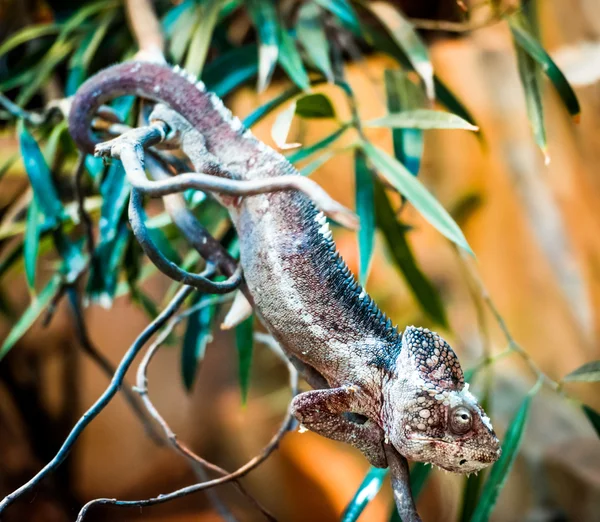 Chameleon pada cabang — Stok Foto