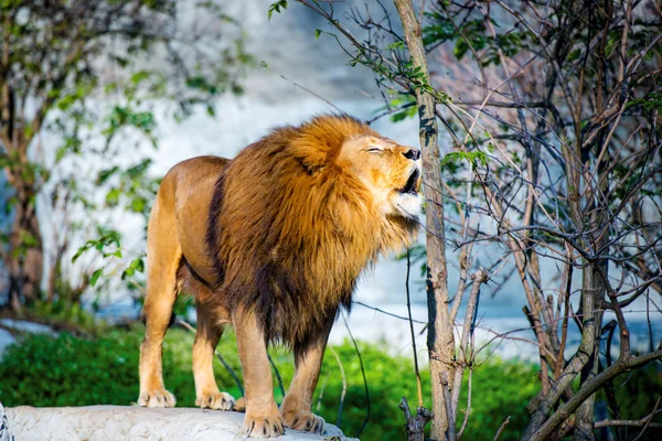 Mächtiger Löwe brüllt im Wald — Stockfoto