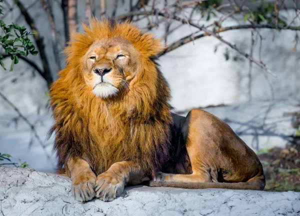 Leone su una pietra — Foto Stock