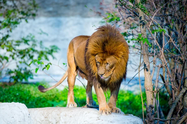 Poderoso León — Foto de Stock