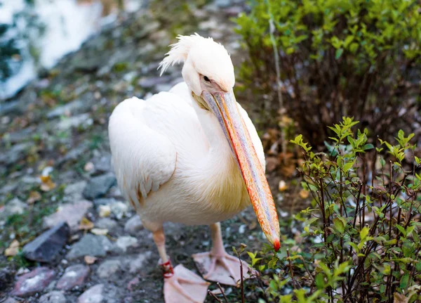 Pelikaan — Stockfoto