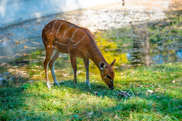 Deer on the grass — Stock Photo, Image