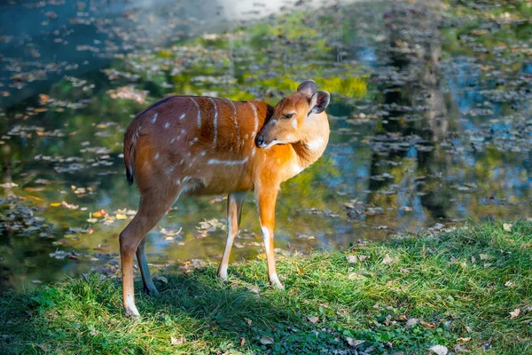 Deer on the grass — Stock Photo, Image