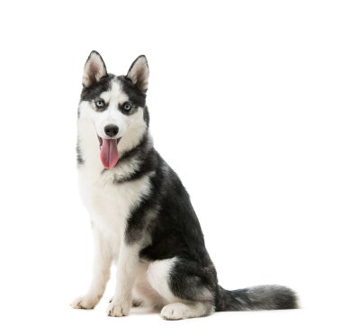 Husky köpek doğurmak