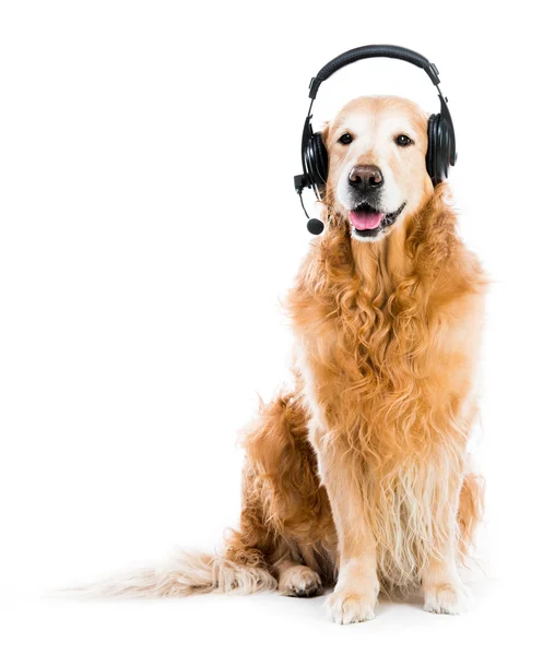 Retriever with headset — Stock Photo, Image