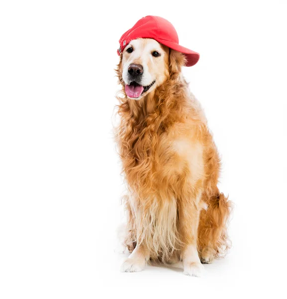 Pies w kapeluszu — Zdjęcie stockowe
