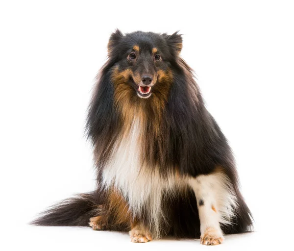 Sheltie race de chien — Photo