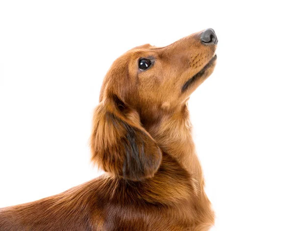 Raça cão vermelho dachshund — Fotografia de Stock