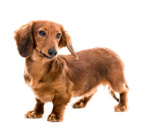 Raça cão vermelho dachshund — Fotografia de Stock