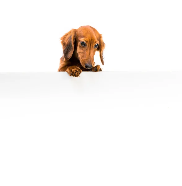 赤い犬の品種のダックスフント — ストック写真