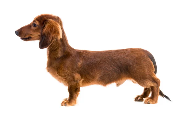 Red dog breed dachshund — Stock Photo, Image