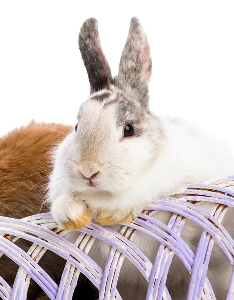 Easter bunny — Stock Photo, Image