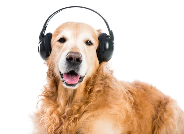 Retriever com fones de ouvido — Fotografia de Stock