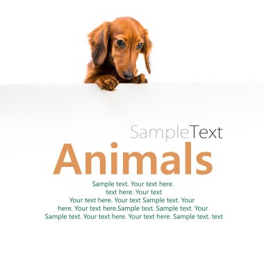 kırmızı köpek doğurmak dachshund