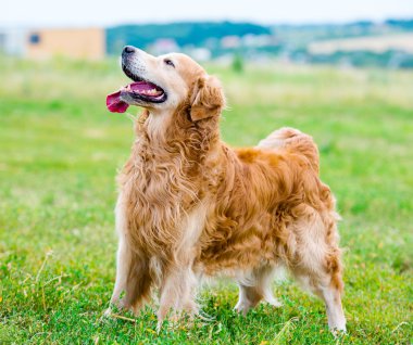 Golden Retriever