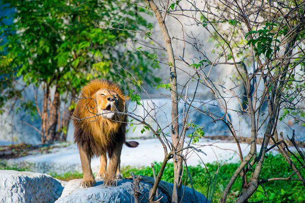 Mäktiga lejonet — Stockfoto