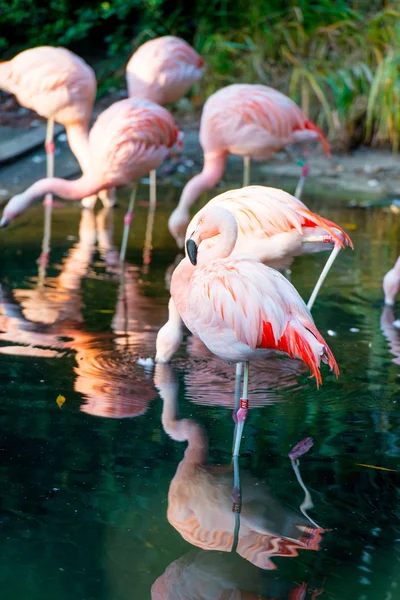 Kudde van roze flamingo 's — Stockfoto