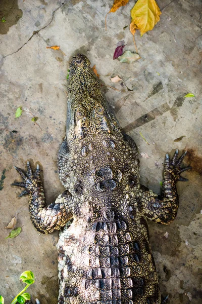 Crocodile — Stock Photo, Image