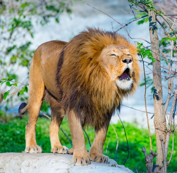 Machtige Leeuw — Stockfoto