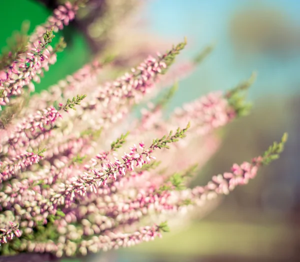 Beautiful  flowers — Stock Photo, Image