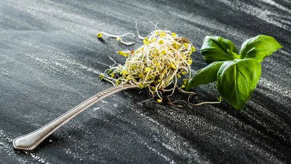 Broccoli groddar — Stockfoto