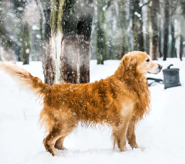 Rode retriever — Stockfoto