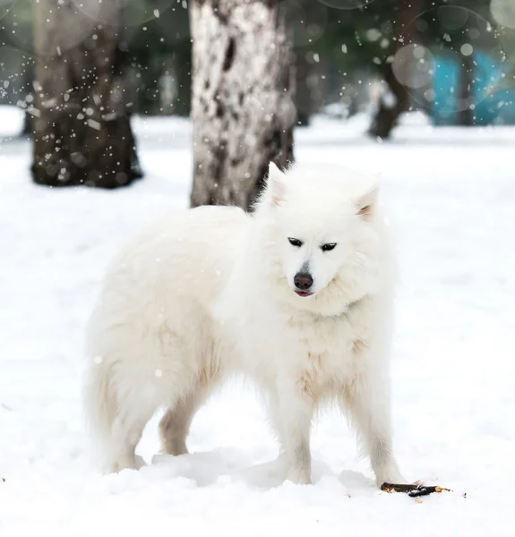 Білий husky — стокове фото