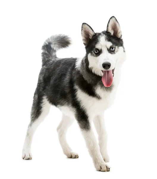 Husky-Hunderasse — Stockfoto