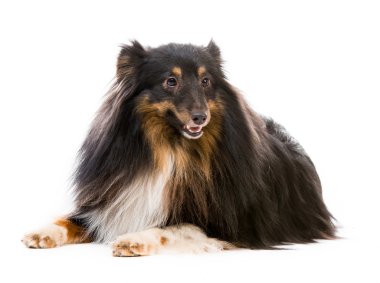 sığınak köpek doğurmak