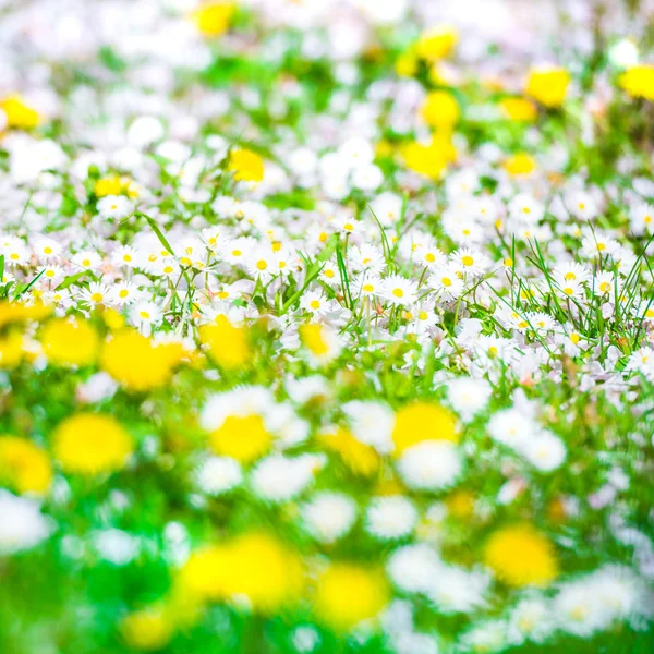 Campo de flores de primavera —  Fotos de Stock