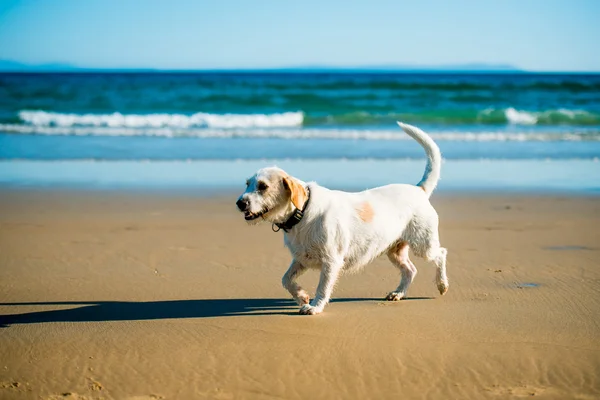 Hund läuft am Meeresufer — Stockfoto