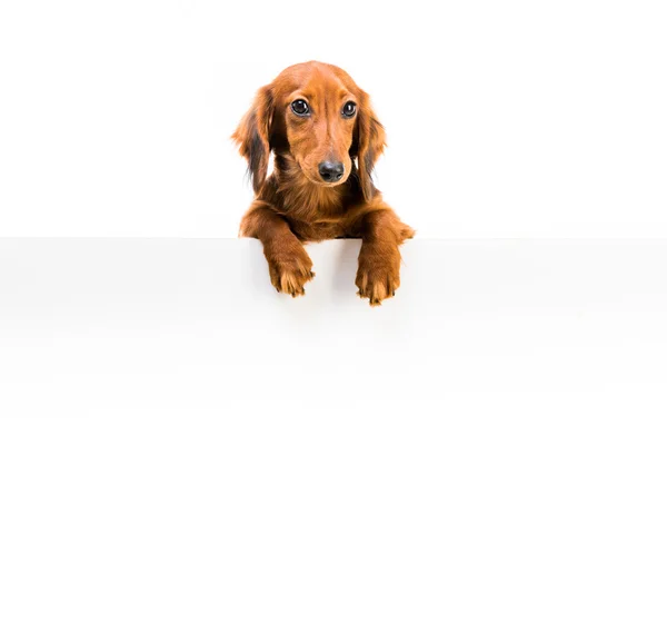 Raça cão vermelho dachshund — Fotografia de Stock