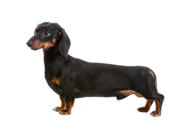 Raça cão dachshund — Fotografia de Stock