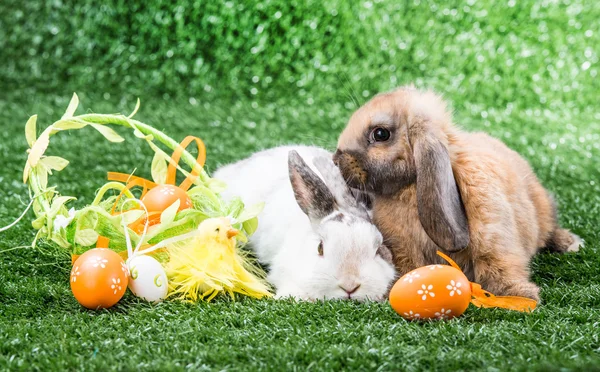 Zwei Kaninchen auf Gras — Stockfoto