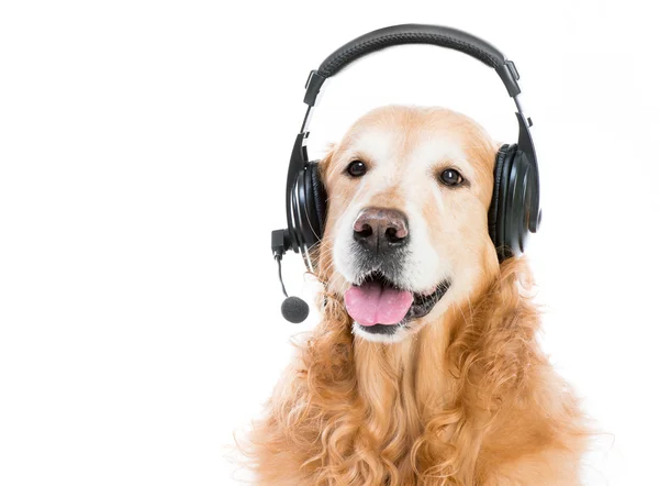 Retriever met headset — Stockfoto