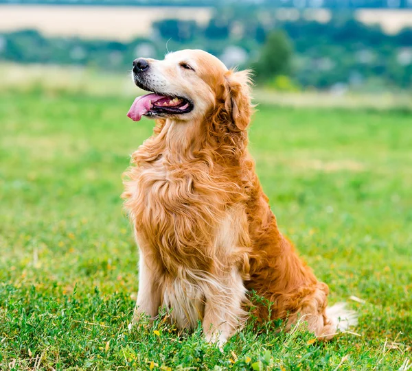 Golden retriever, a fű — Stock Fotó