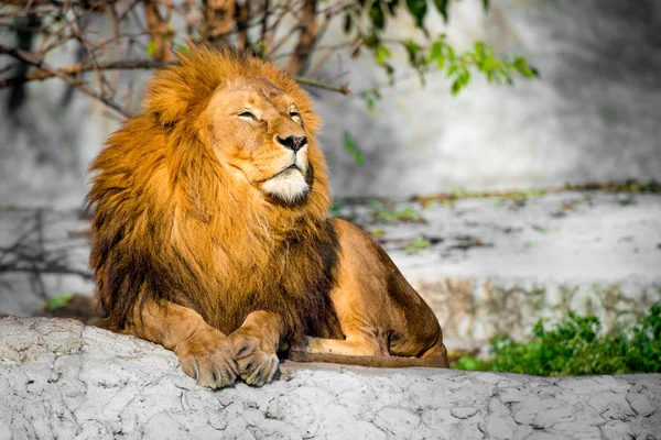 Leone su una pietra — Foto Stock