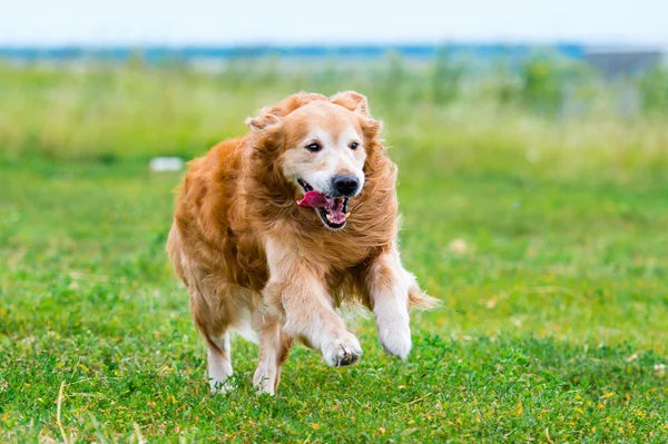 Бегущая золотистая собака — стоковое фото