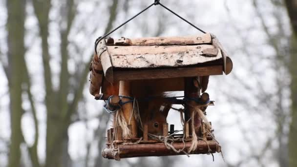 Eekhoorn in houten trog — Stockvideo