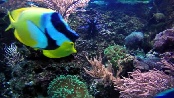 Красочные тропические рыбы — стоковое видео