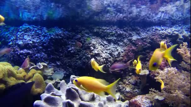 Красочные тропические рыбы — стоковое видео
