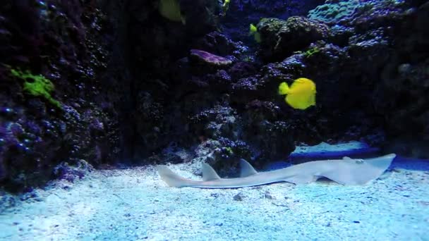 Colorful tropical fishes — Stock Video