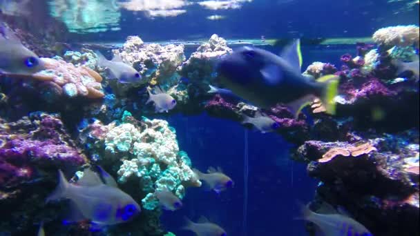 Colorful tropical fishes — Stock Video