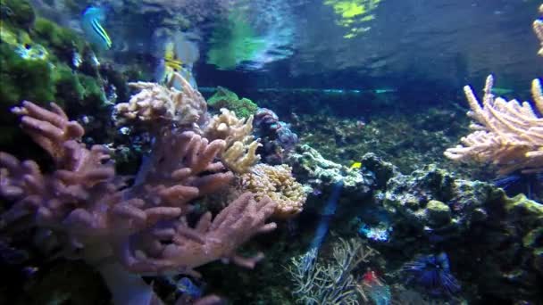 Peixes tropicais coloridos — Vídeo de Stock