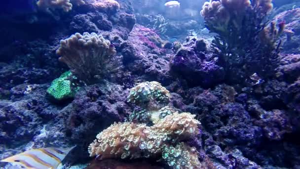 Peixes tropicais coloridos — Vídeo de Stock